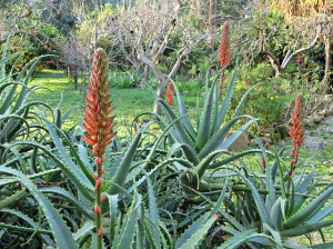 Aloe 2