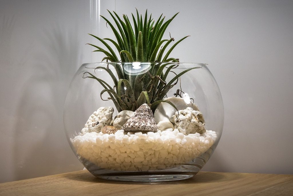 Terrariums Easy Care and Fun! Easy Gardening