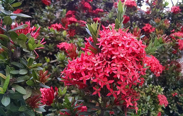 Ixora 2
