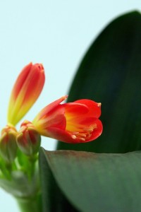 clivia miniata 3
