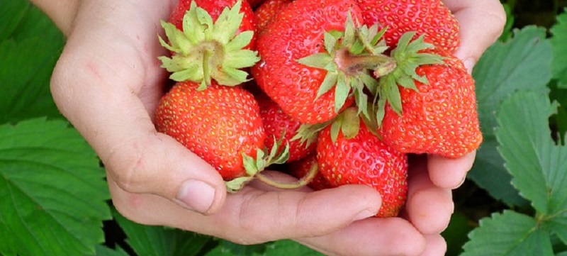 strawberrycrop