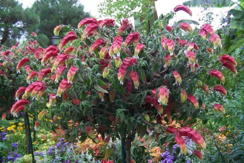 Shrimp Plant Justicia brandegeana Easy Gardening