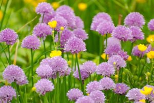 Grow A Healthy Garden
