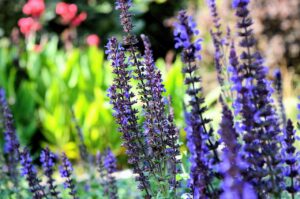 Choose The Right Plants For Your Garden