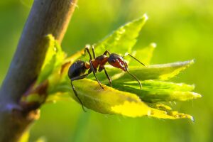 Ant Control