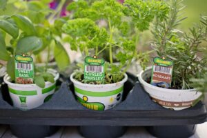 Money Saving Gardening Ideas