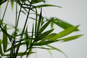 How To Grow A Parlour Palm (Chamaedorea elegans)