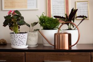 How To Tell If Your Houseplants Need Water