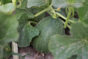 How To Grow Melons