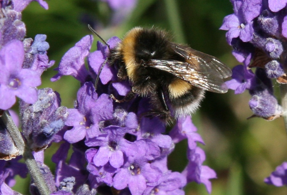 bee-on-lavender-crop-2