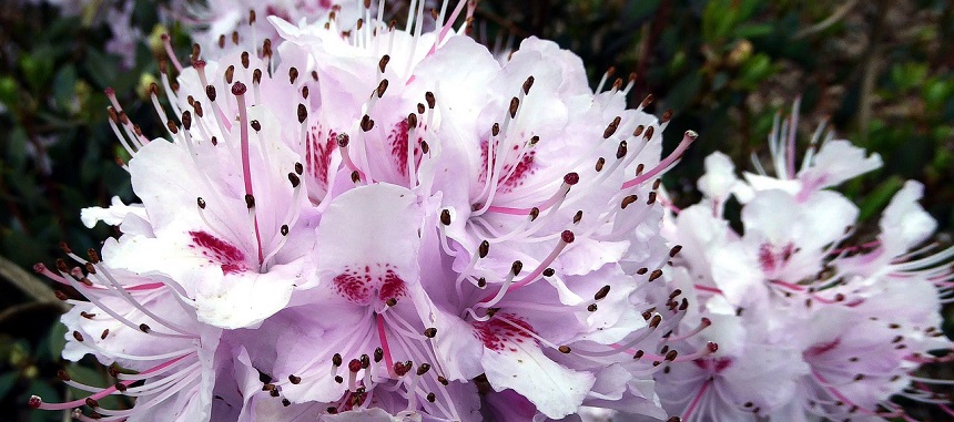 rhododendron flower860