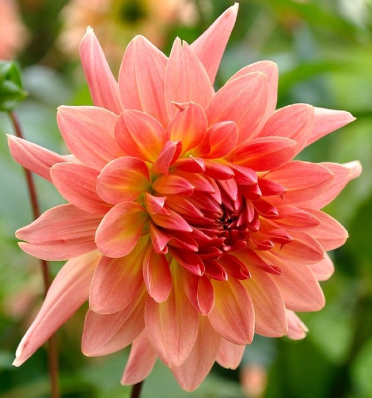 How To Grow Dahlias The Reluctant Gardener