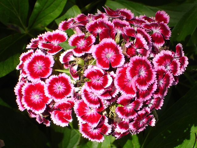 sweet william 3