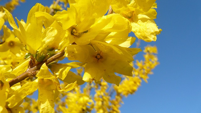 forsythia