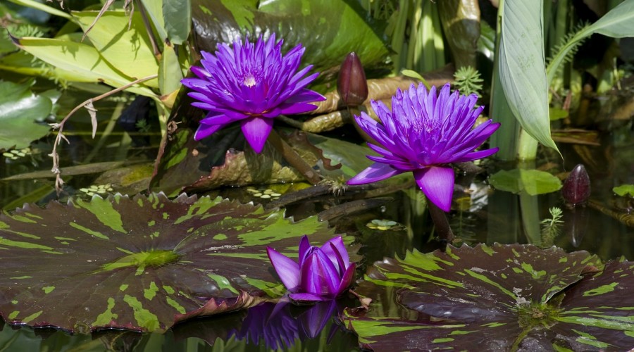 water-lilies 2