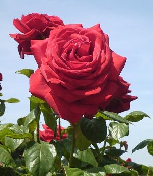 May rose