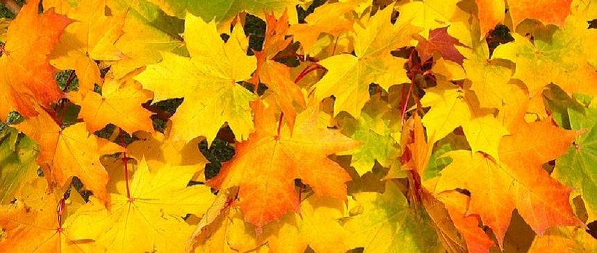 autumn leaves860