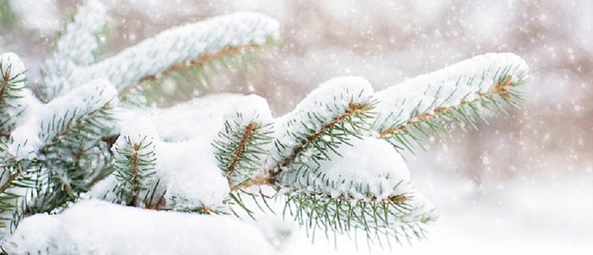snow-in-pine-tree860