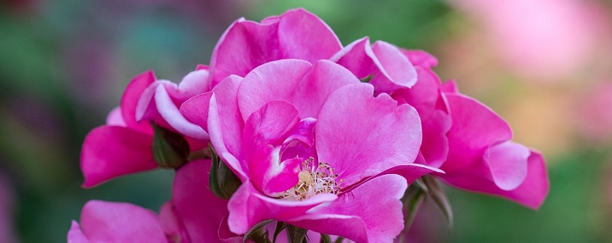 rose pink 860